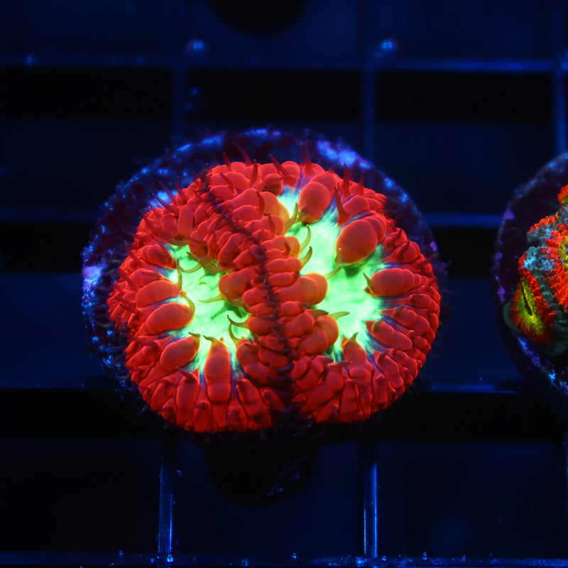 TCK Sour Apples Blasto