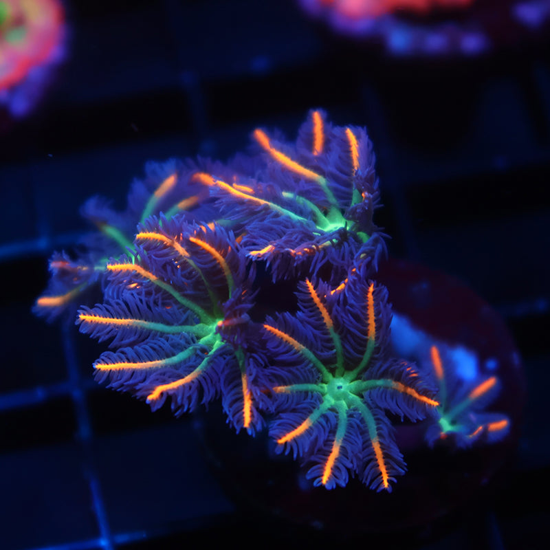 TCK Fireworks Cloves