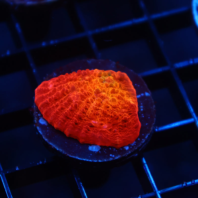 ARC Ludicrous Chalice