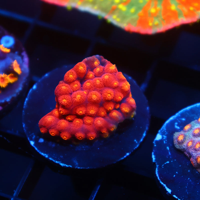 TCK Rainbow Abstract Cyphastrea
