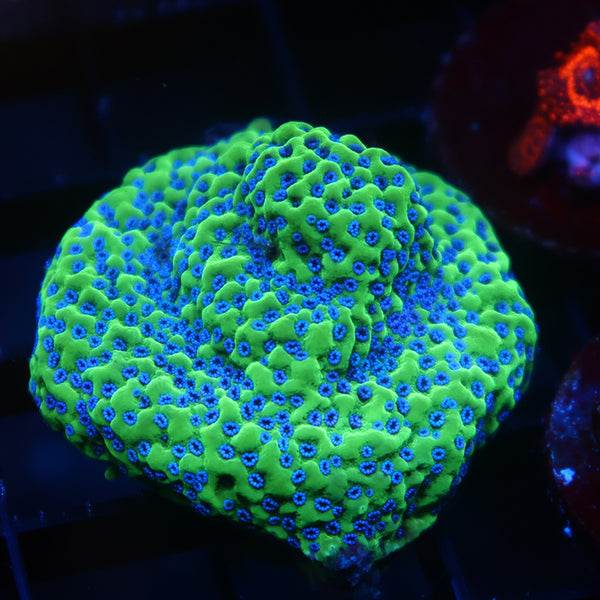 Lg ATL Appleberry Monti