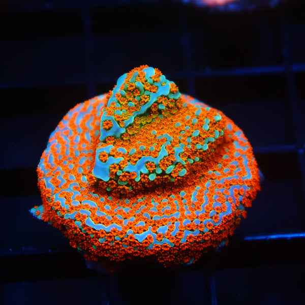 Lg TCK Rainbow Roads Monti