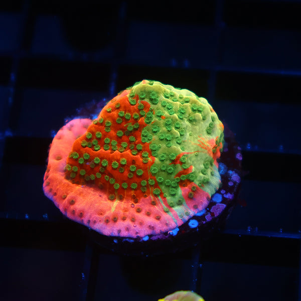 TCK Grafted Cherry Tree Monti