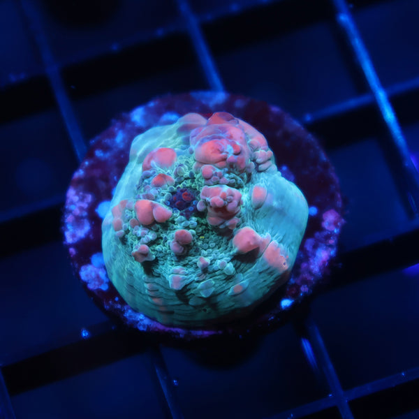 WWC Cosmic Candy Bounce Chalice