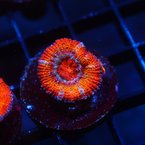 TCK Rainbowbrite Acan Lord