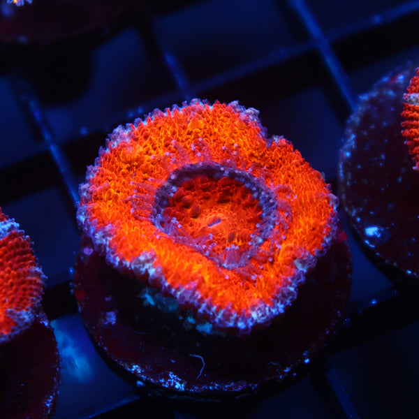 TCK Red Rainbow Acan Lord