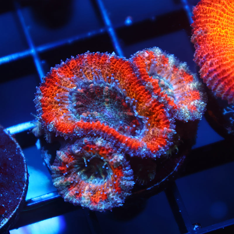 TCK Solar Storm Acan Lord