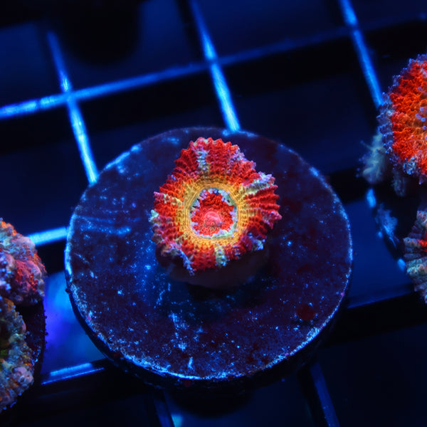 CC OG Rising Sun Acan Lord