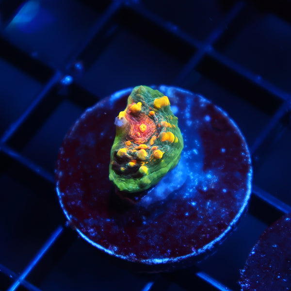 TCK Bella's Mermaid Chalice