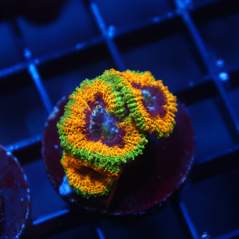 TCK OG Mardi Gras Acan Lord