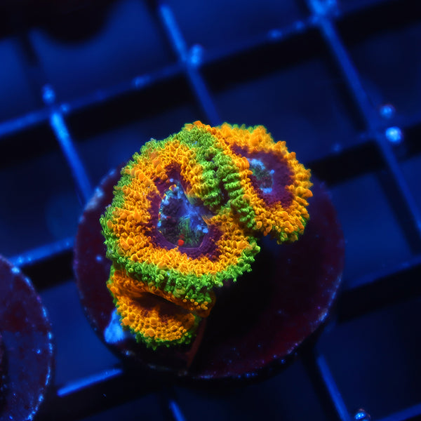 TCK OG Mardi Gras Acan Lord