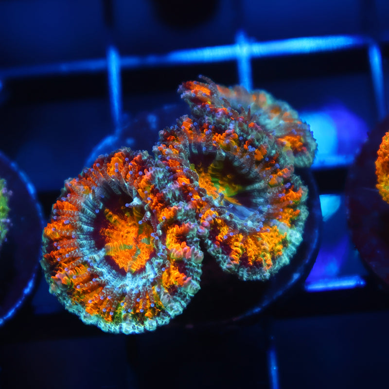 TCK Awesome Orange Acan Lord