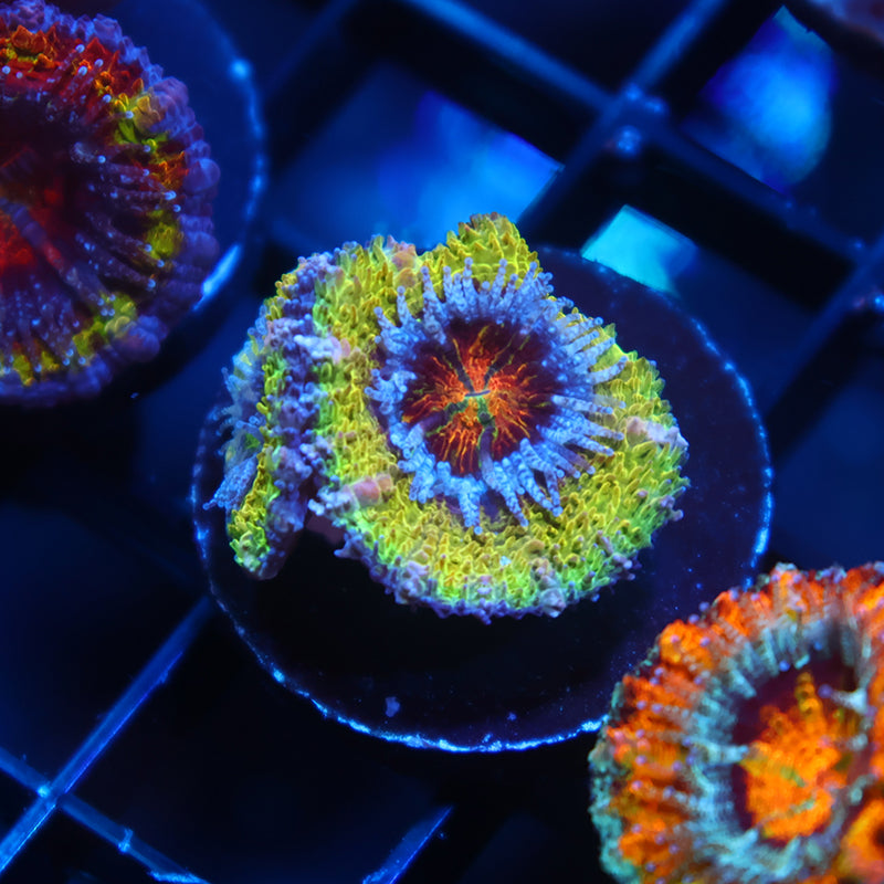 SR OG Limelight Acan Lord