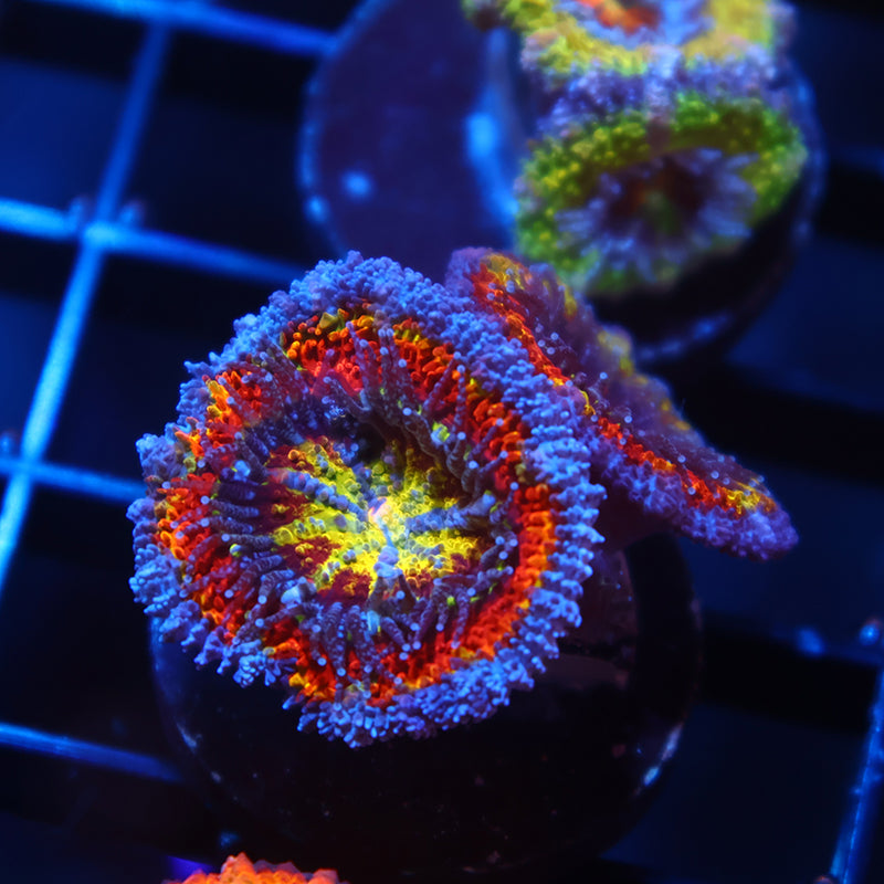 TCK Quantum Realm Acan Lord