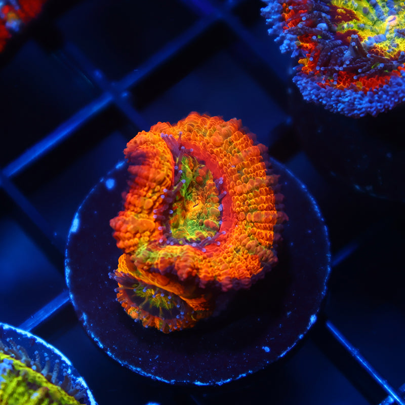 TCK Crazy BSA Rainbow Acan Lord