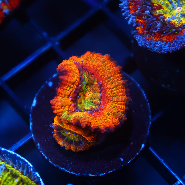 TCK Crazy BSA Rainbow Acan Lord