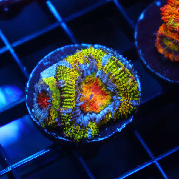 TCK Insanity Rainbow Acan Lord