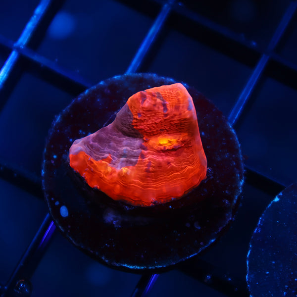 TCK Whirly Pop Chalice