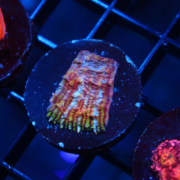 New Release TCK Grafted Convict Chalice