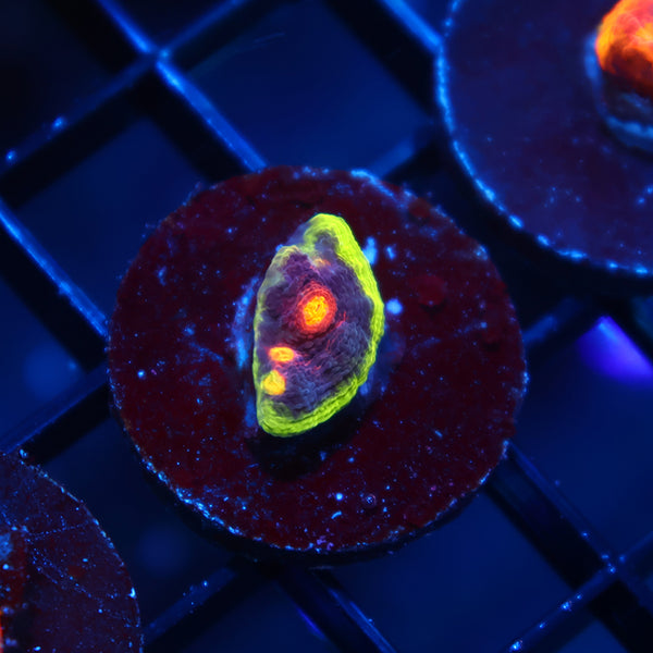 JF Crazy Fox Chalice