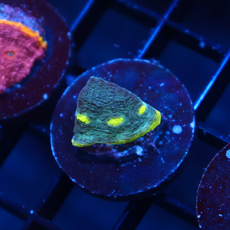 TCK Rainbow Flamethrower Chalice Green Side