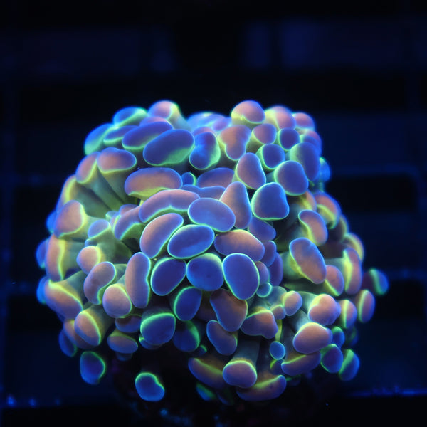 TCK Branching Hologram Hammer