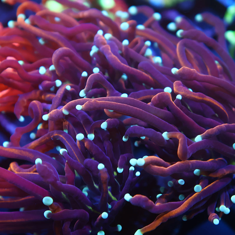 TCK White Tips Indo Gold Torch