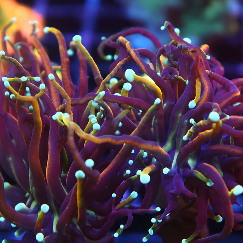 TCK Insane Hellfire Torch