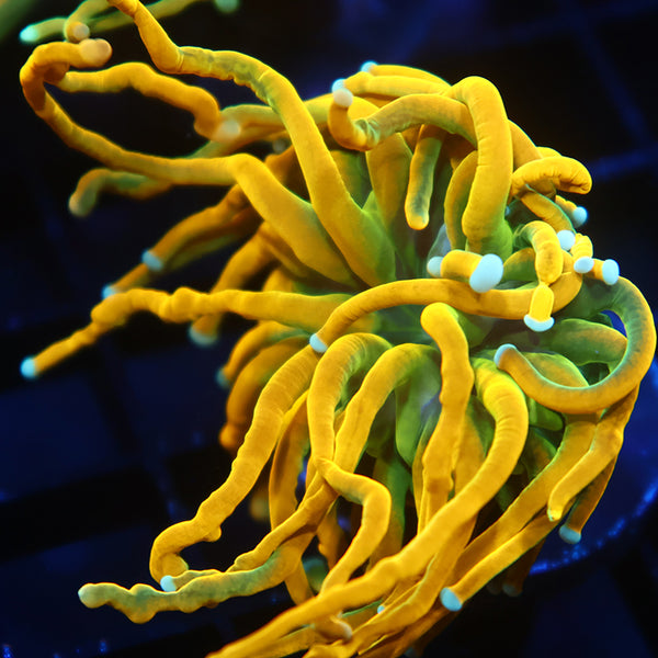 TCK "Saltwater Paradise's HG" Torch