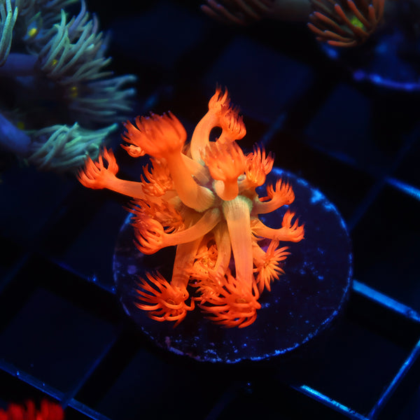 New Release TCK Fire Dancer Goni