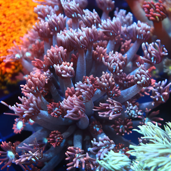 Lg TCK Rocket Pops Goni