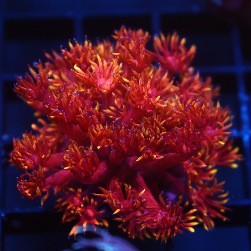 Lg TCK Insane Flame Tips Goni