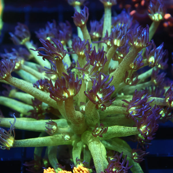 Lg UC Space Glitter Goni