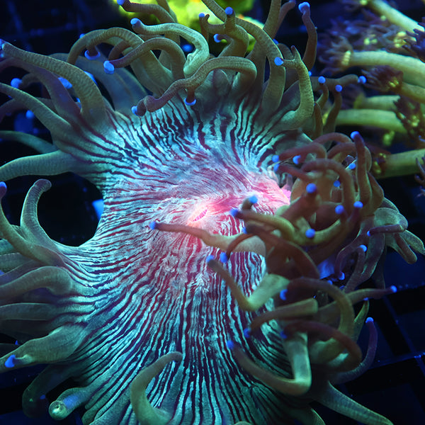 TCK Aquaculture Red Center Elegance Coral