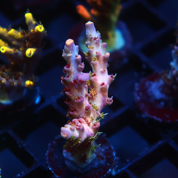 TCK Grafted Kaleidoscope