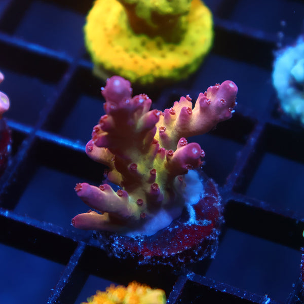 TCK Cherry Blossom Rosaria