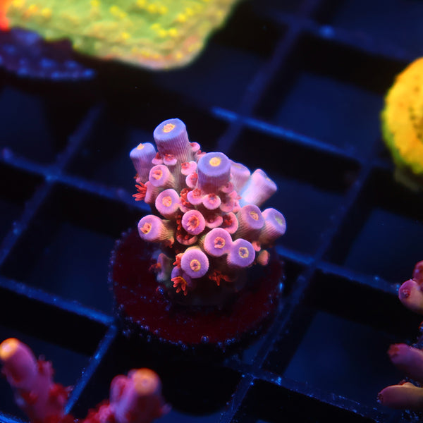 TCK Swizzle Stick Tenuis