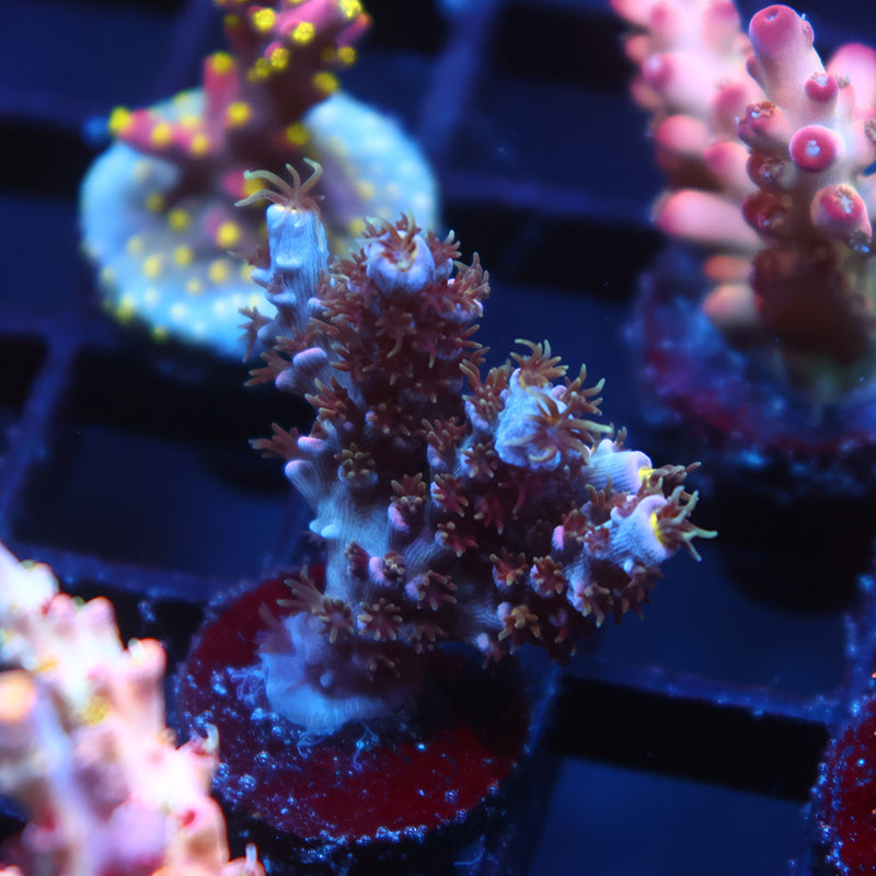 TCK Devastator Tenuis