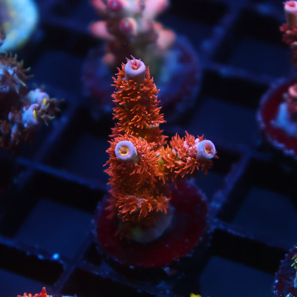 TCK Fiery Fluffball Tenuis