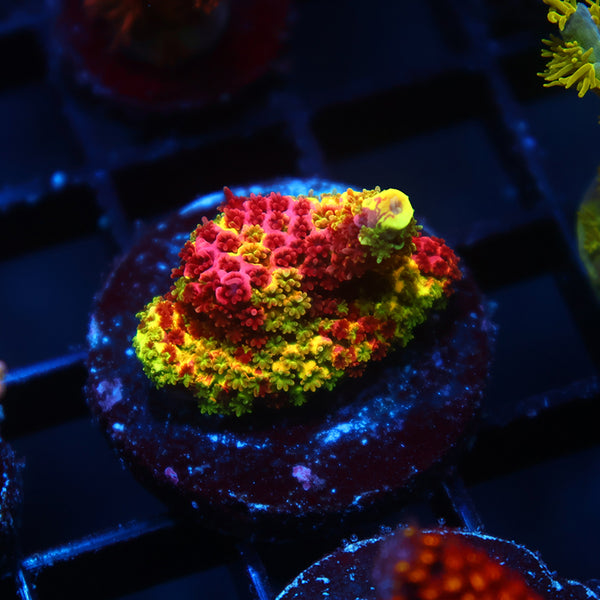 Insane RRC Rainbow Splice Cookie