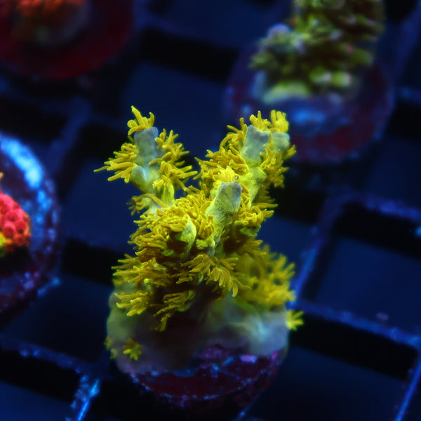 RRC Marvin the Martian