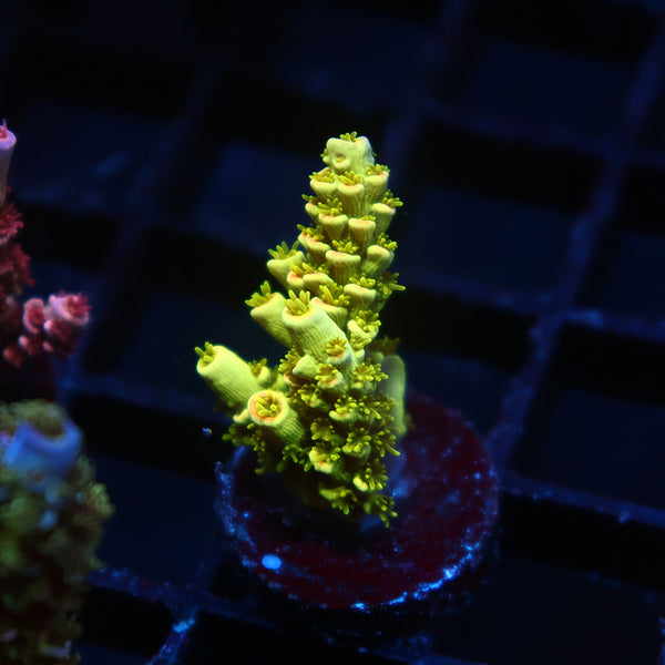 TCK Pineapple Express Tenuis