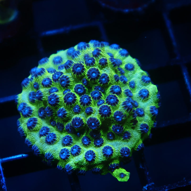 JF Purple People Eater Cyphastrea