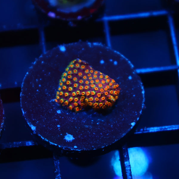 WWC Looney Tunes Stylo