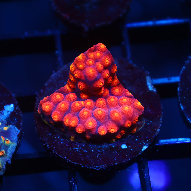 TCK Rainbow Abstract Cyphastrea
