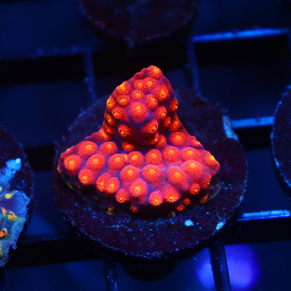 TCK Rainbow Abstract Cyphastrea