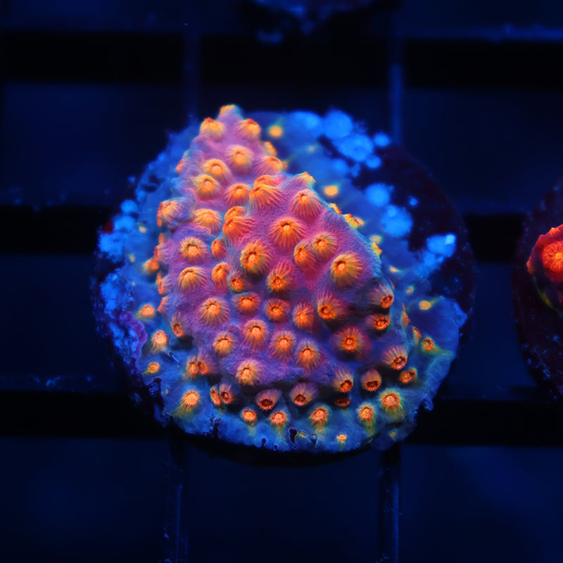 TCK Rainbow Comet Cyphastrea