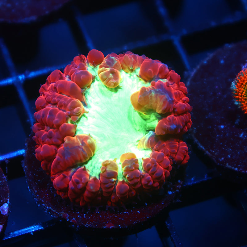 TCK Sour Apples Blasto