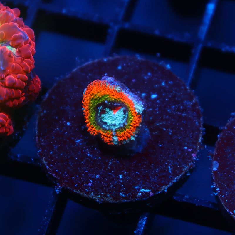 ECC OG Rainbow Roads Micromussa