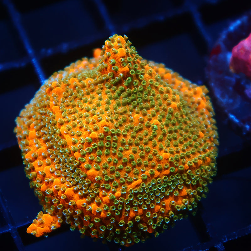 JF Frankenberry Monti